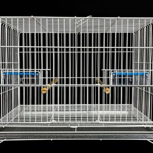 254 - EXPOSIÇÃO P/ CANÁRIO DE PORTE (ARLEQUIM PORTUGUES)